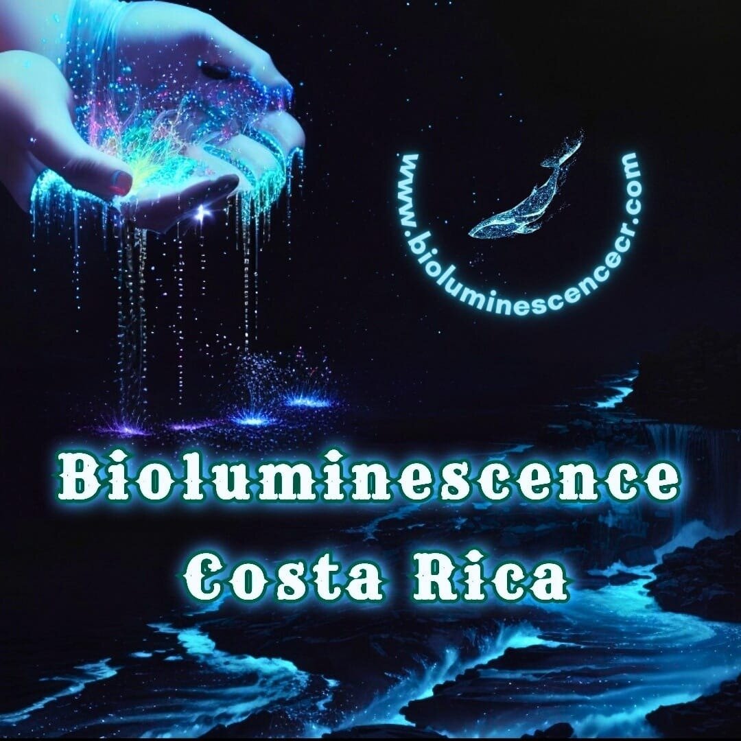 Bioluminescence Kayak Tour Costa Rica (paquera) - All You Need To Know 