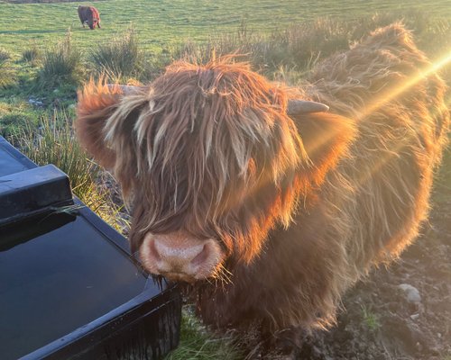 Iconic Cattle of Scotland - The Highland Cow — Darach Social Croft