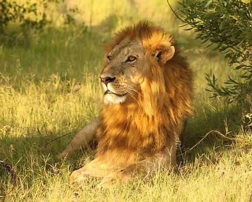 best safari locations in botswana