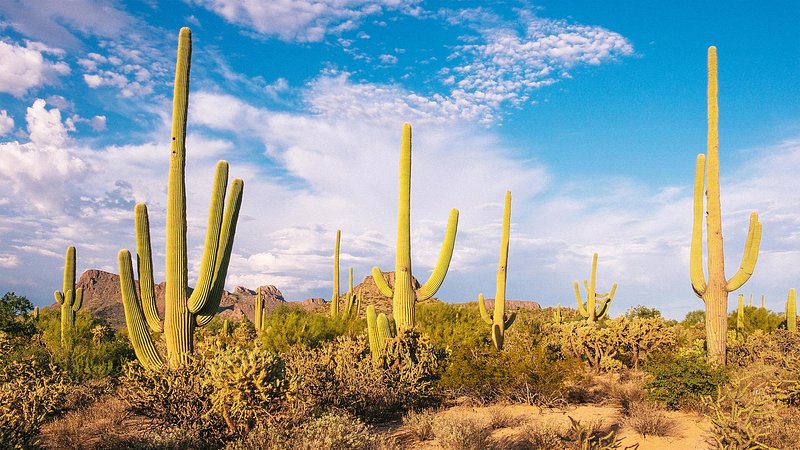 Desert landscape punctuated with cacti