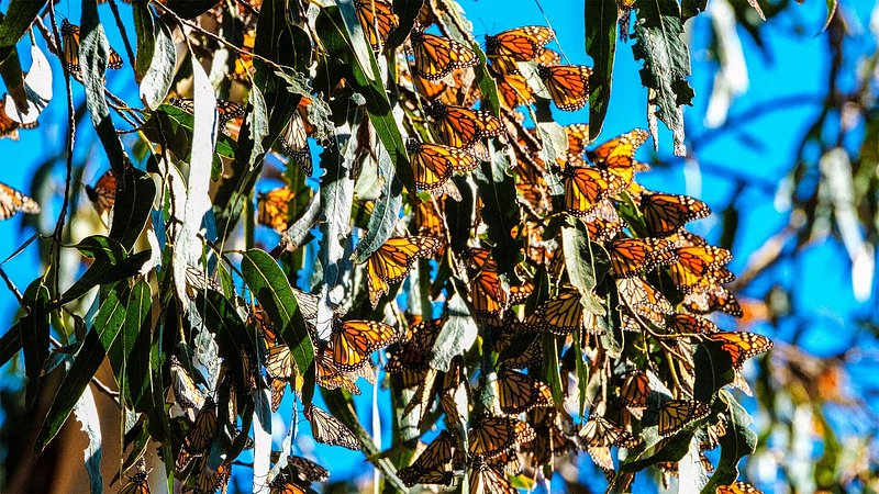 A cluster of monarch butterflies hang out in a tree
