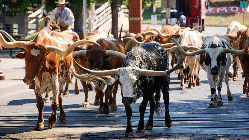 A herd of longhorn cattle walk through the Fort Worth Stockyard courtyard