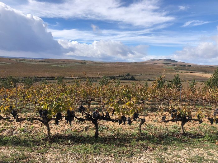 Imagen 7 de Bodegas Duron