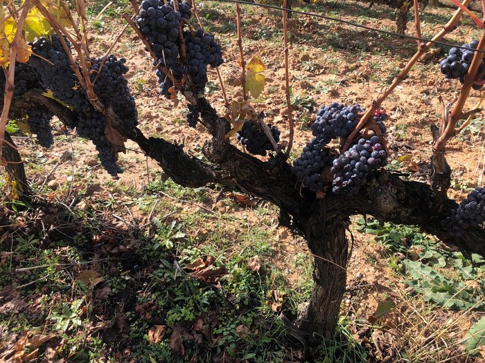 Imagen 6 de Bodegas Duron
