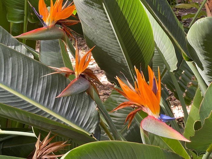 Imagen 9 de Jardín Botánico