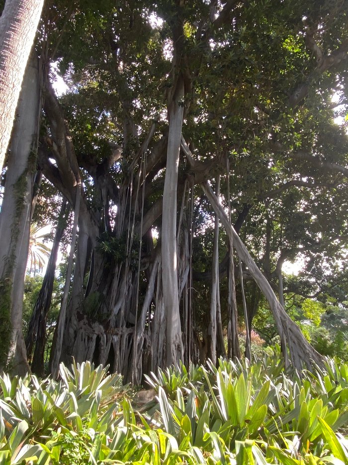 Imagen 7 de Jardín Botánico