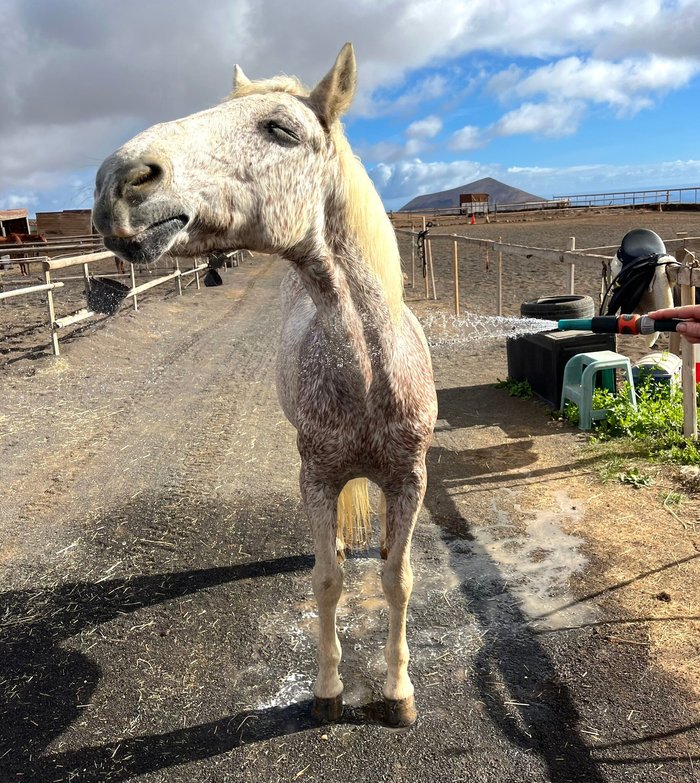 Imagen 10 de Horses Lanzarote