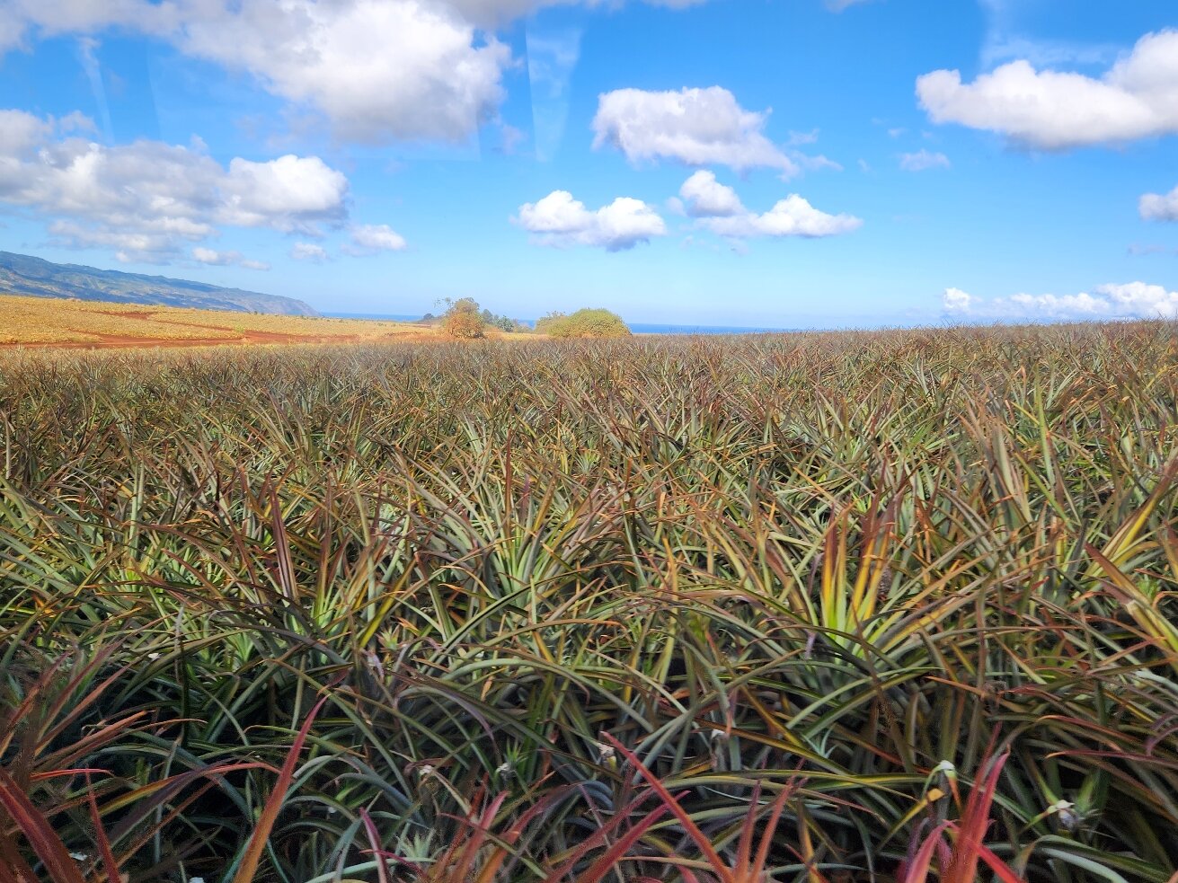 North Shore Dole Pineapple Farm Tour And Exclusive Oahu Day Tour - Real ...