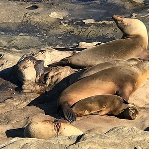 La Jolla Town Council coastal forum airs concerns about sea lions, bluffs  and Gliderport - La Jolla Light
