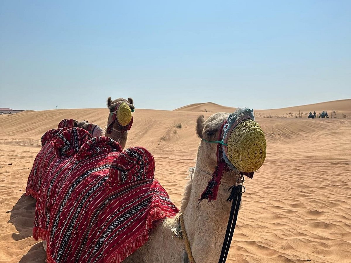 Arabian Extreme Safari, Дубай: лучшие советы перед посещением - Tripadvisor