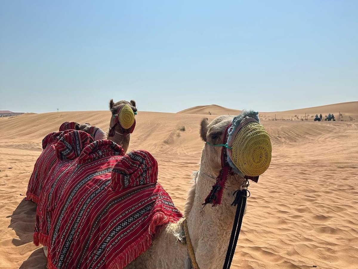 Arabian Extreme Safari, Дубай: лучшие советы перед посещением - Tripadvisor