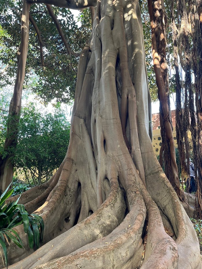 Imagen 6 de Jardín Botánico