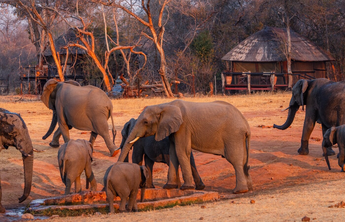 Ivory Safari Lodge & Khulu Bush Camp by null