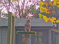 YORK BIRD OF PREY CENTRE - Burn Hall Tollerton Road, Huby, North Yorkshire,  United Kingdom - Zoos - Phone Number - Yelp