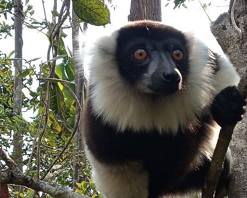 Madagascar Lemur Fever  Madagascar Tours & Luxury Travel