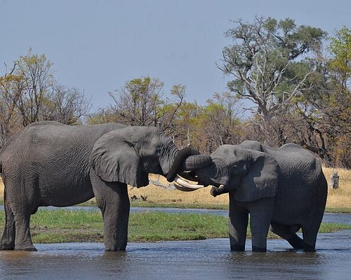 botswana safari deutschsprachige