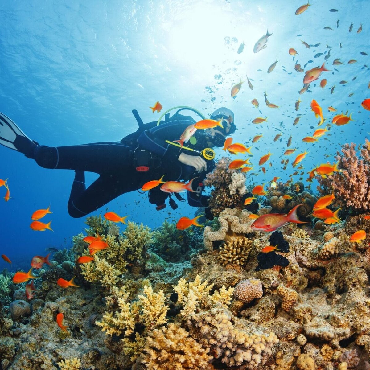 Scuba Diving & Water Sports in Jeddah (Saudi Arabia): Hours, Address ...