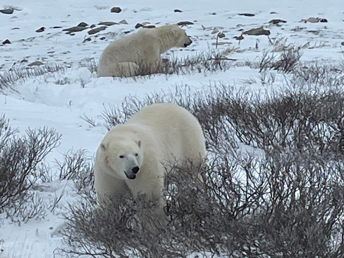 Review: In 'Norm of the North,' a Polar Bear Takes a Stand - The