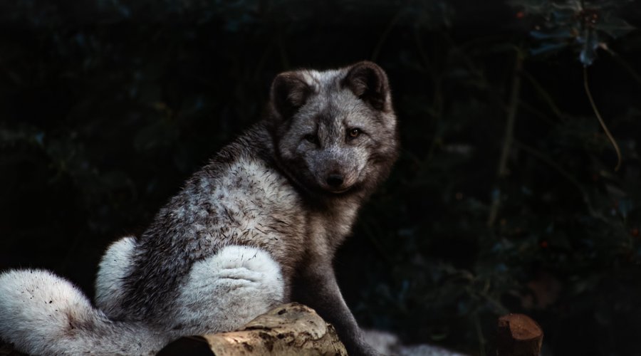 Arctic foxes at Jimmy's Farm & Wildlife Park