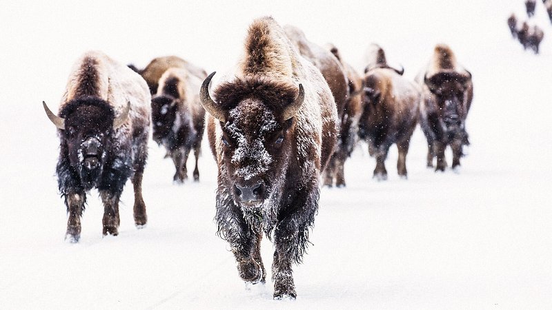 Bison in the snow at Yellowstone National Park