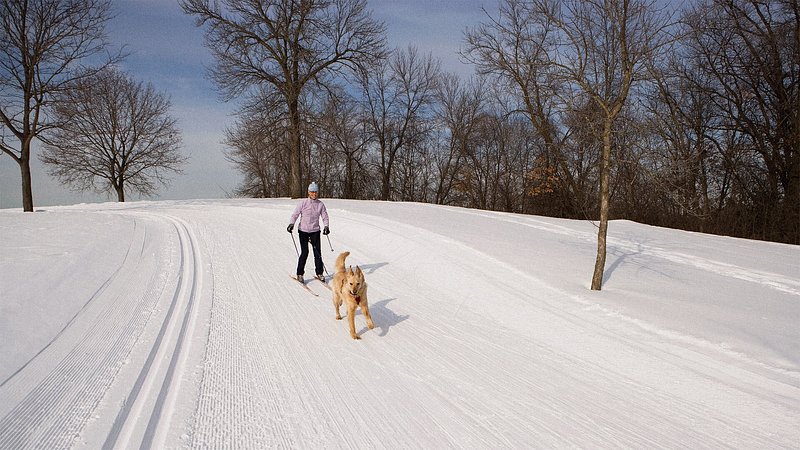 Winter Activities to Keep Your Dog Entertained in St. Paul, MN