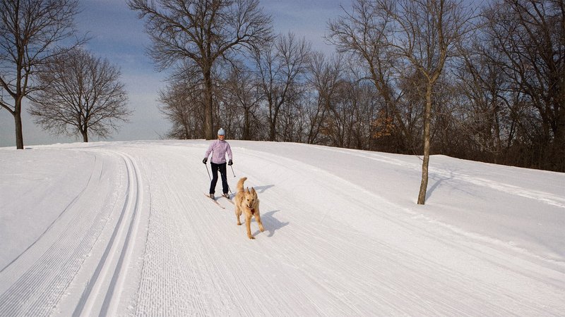 Skijoring with dog in Minnesota