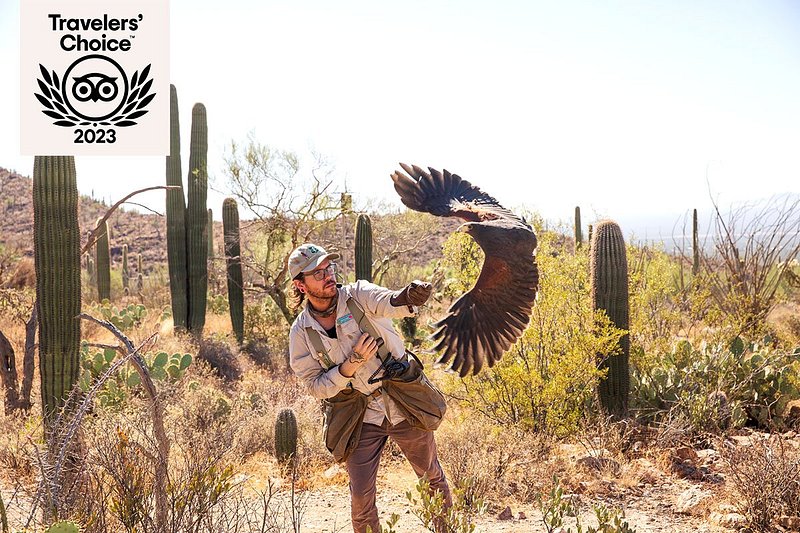 Trainer with raptor flying overhead amid desert landscape
