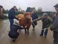 Sponsor A Highland Cow, Dumble Farm