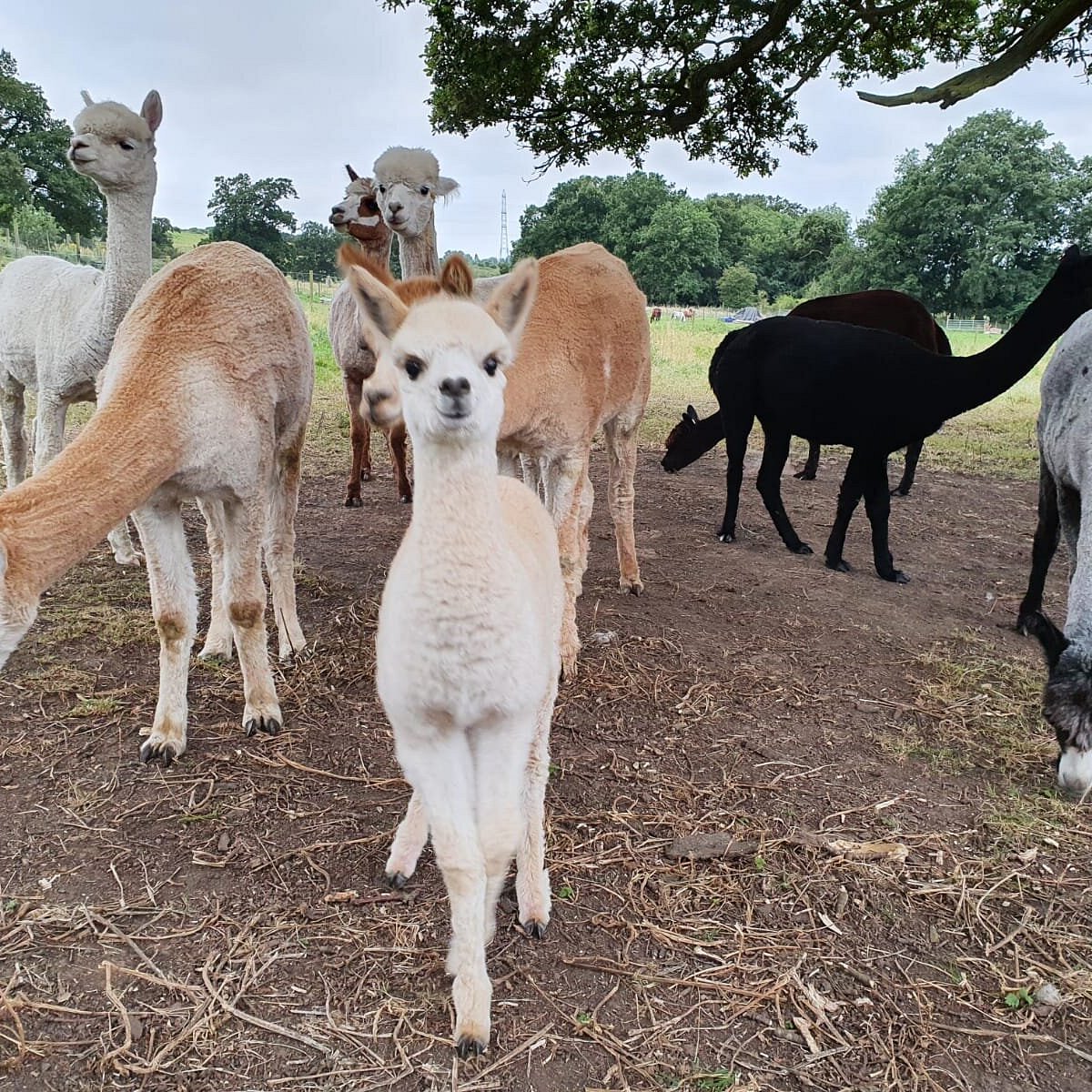 Emerald Park, Alpaca