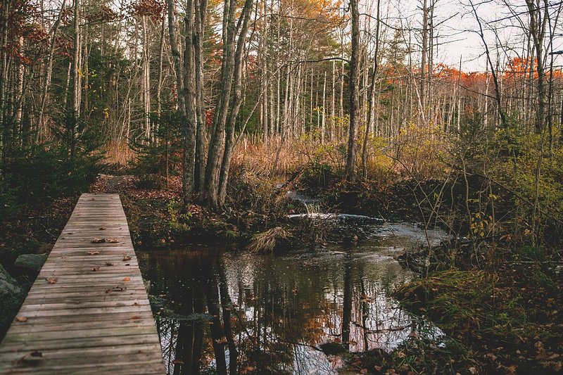Wooden bridge over water leading to trees with some fall leaves