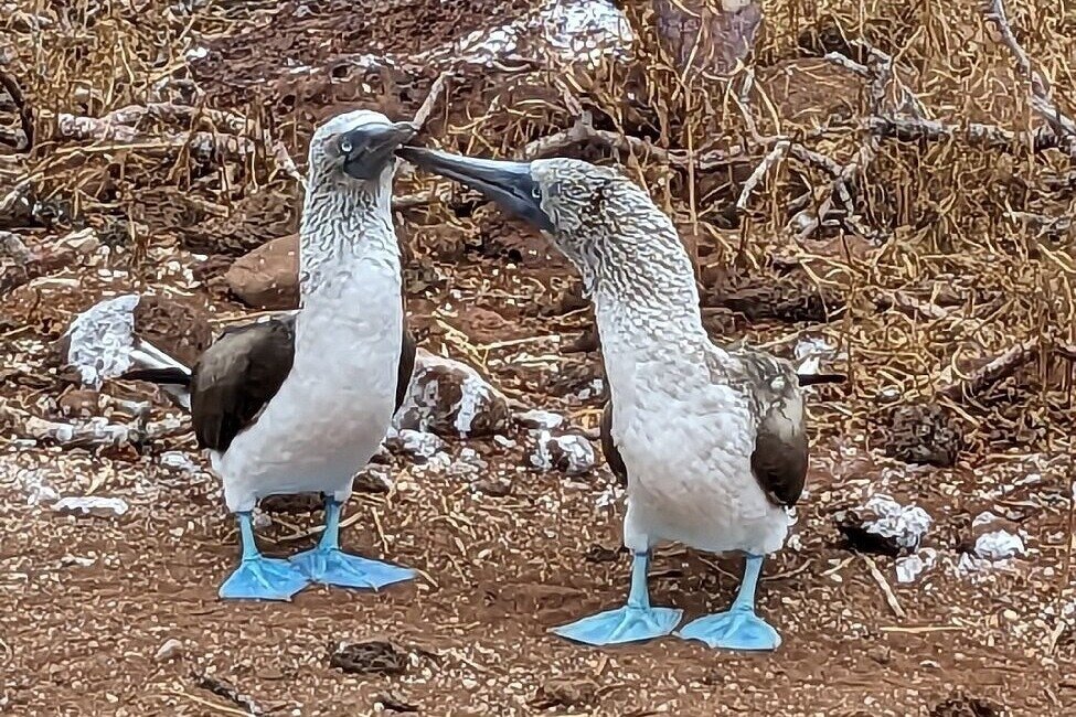 KAJOL LAVAN TRAVEL GALAPAGOS ISLANDS (Puerto Ayora) - All You Need to ...