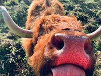 Sponsor A Highland Cow, Dumble Farm