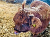 Sponsor A Highland Cow, Dumble Farm