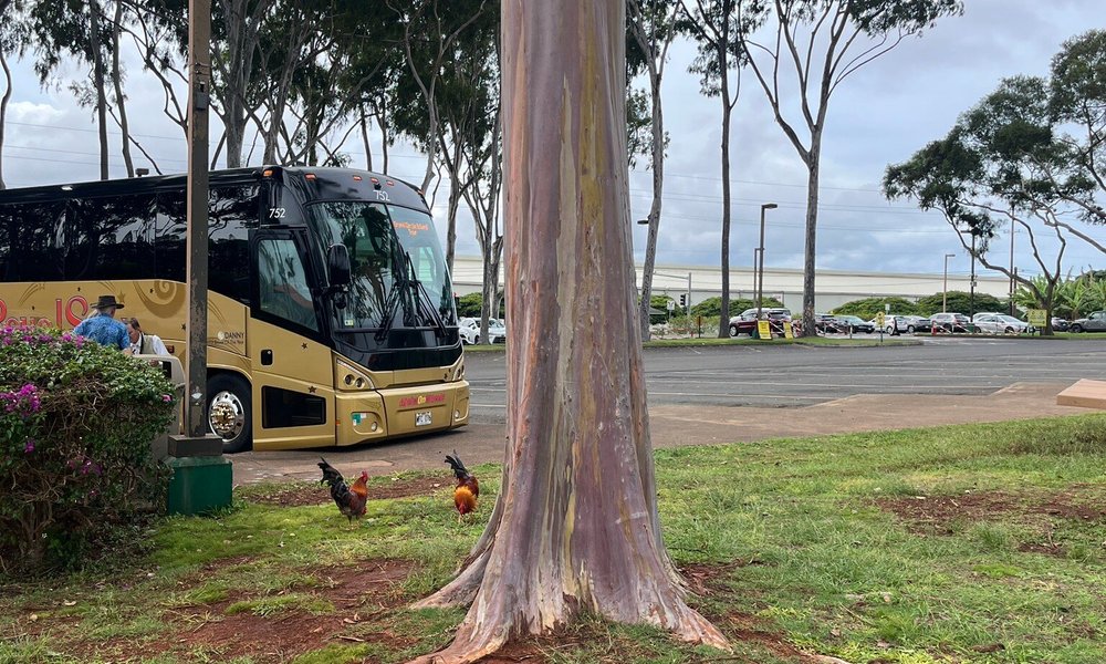 Grand Circle Island and Haleiwa 9 Hour Tour