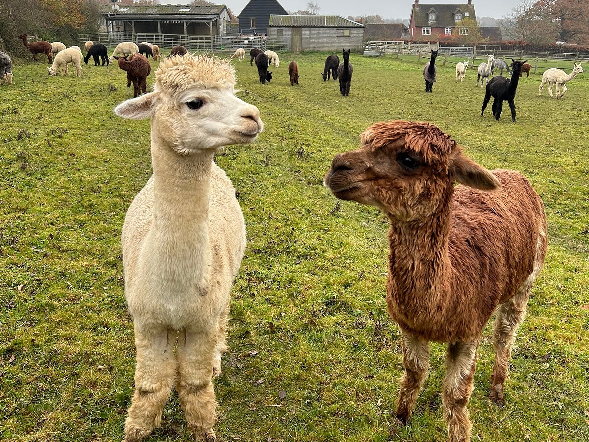 Bethlehem farm store sells Alpaca fleece