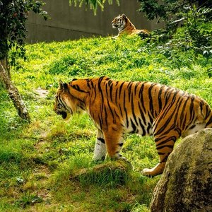 animaux du zoo de Dublin