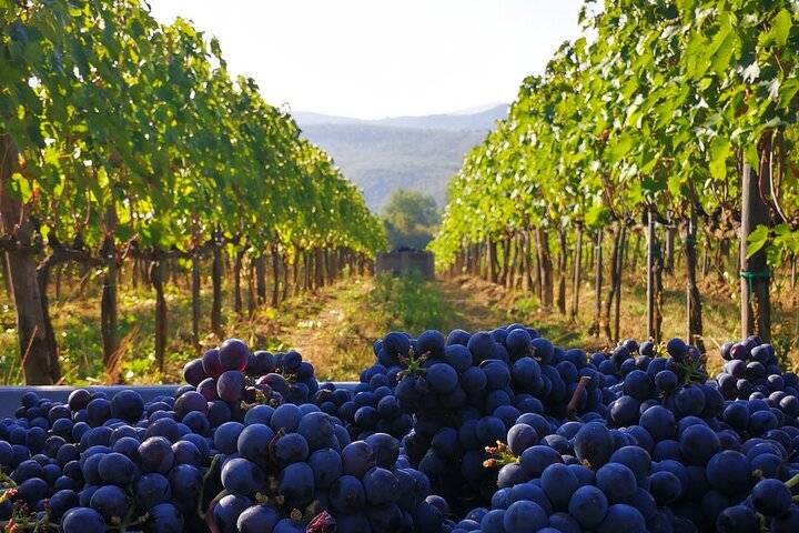 I MIGLIORI 10 Tour dei vini e degustazioni a Arezzo 2024