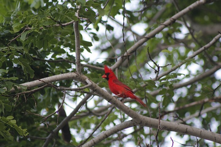 bird watching tours oaxaca