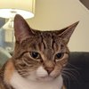 Tracy
