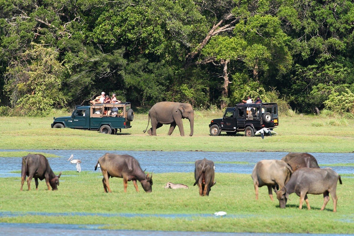 Sri Lanka Safari Adventures: Wildlife Encounters in Paradise - Minneriya National Park Jeep Tour