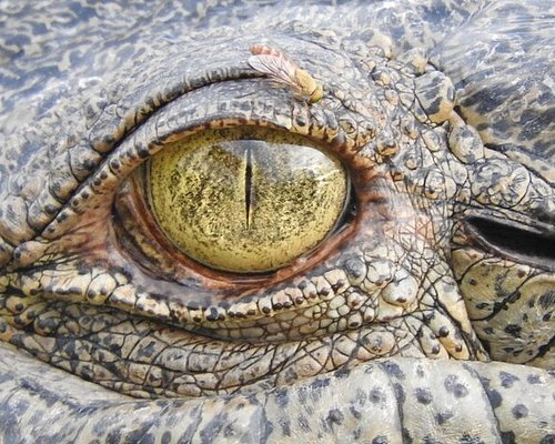 kakadu jumping crocodile tours