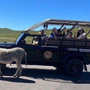 safari jeep animals