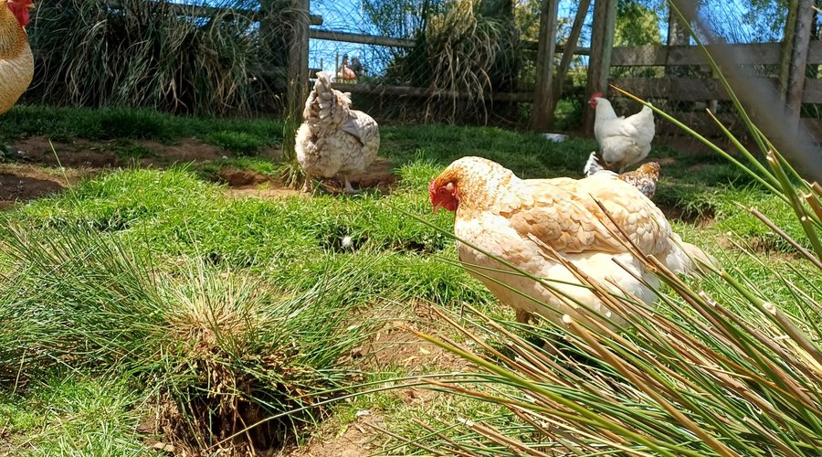 Parte de Nuestra Granja!