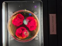 Microbiology from A to Z explained - Micropia - Micropia