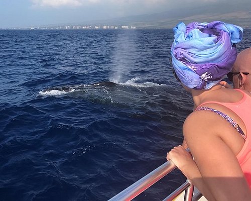 whale tours maui