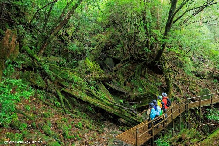 2025年 屋久島世界遺産センター - 出発前に知っておくべきこと