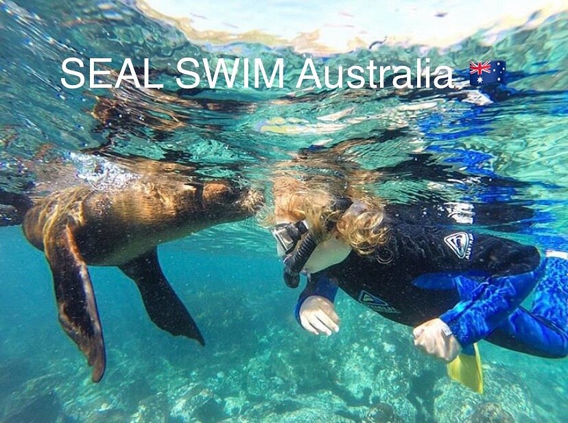 Seal Swim Australia Montague Island Discovery Tours - What to Know BEFORE  You Go (with Photos)