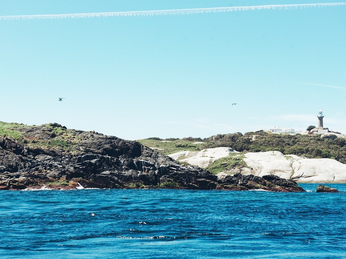 Seal Swim Australia Montague Island Discovery Tours - What to Know BEFORE  You Go (with Photos)