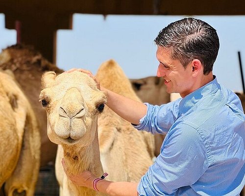 Top 10 Places to Visit in UAE - Al Ain Zoo and Camel Market