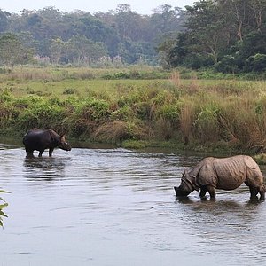 chitwan safari cost